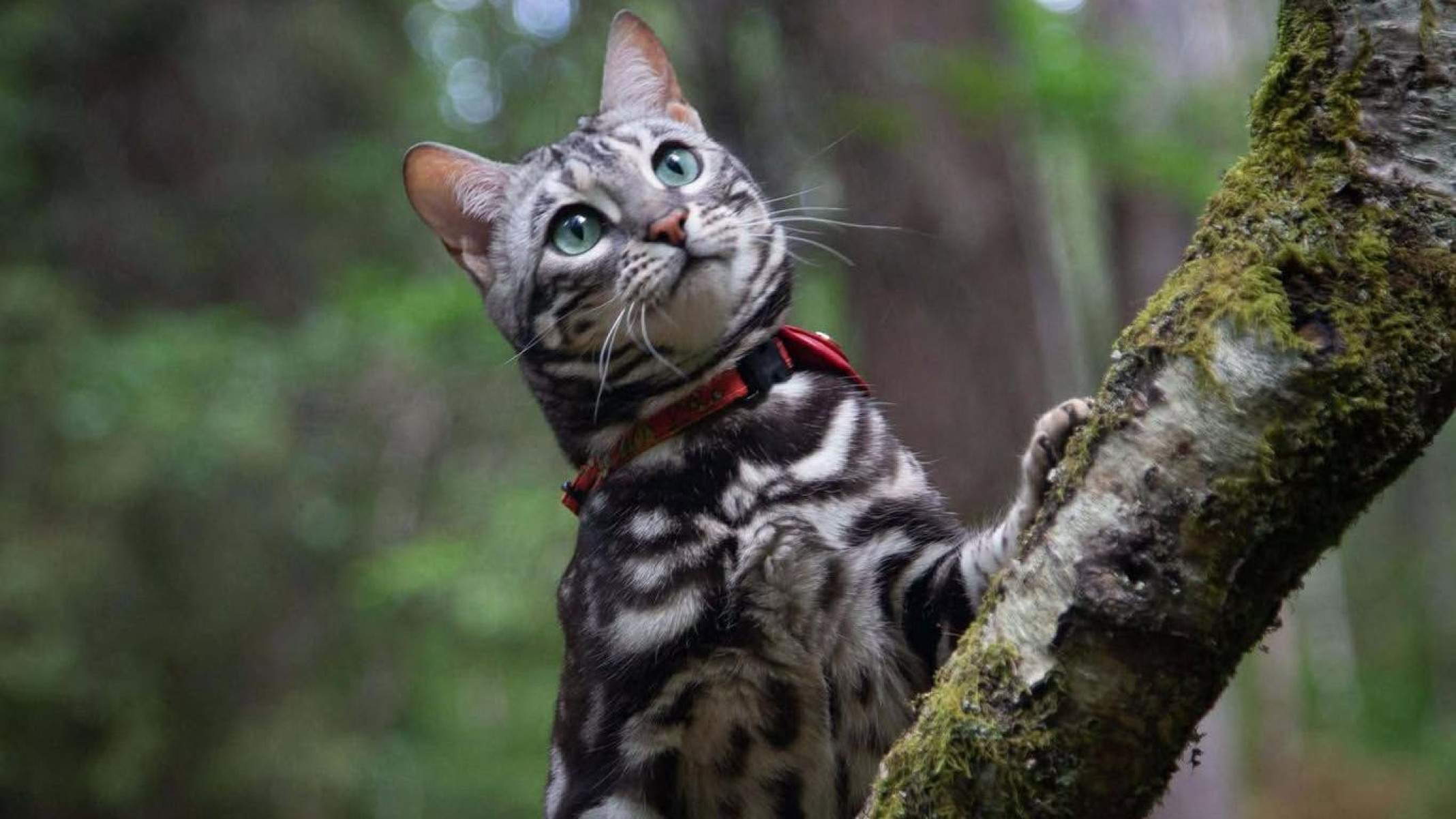 Roo é muito inteligente e usa botões de comunicação para se comunicar em casa, diz Alana -  (crédito: Alana Kestle)