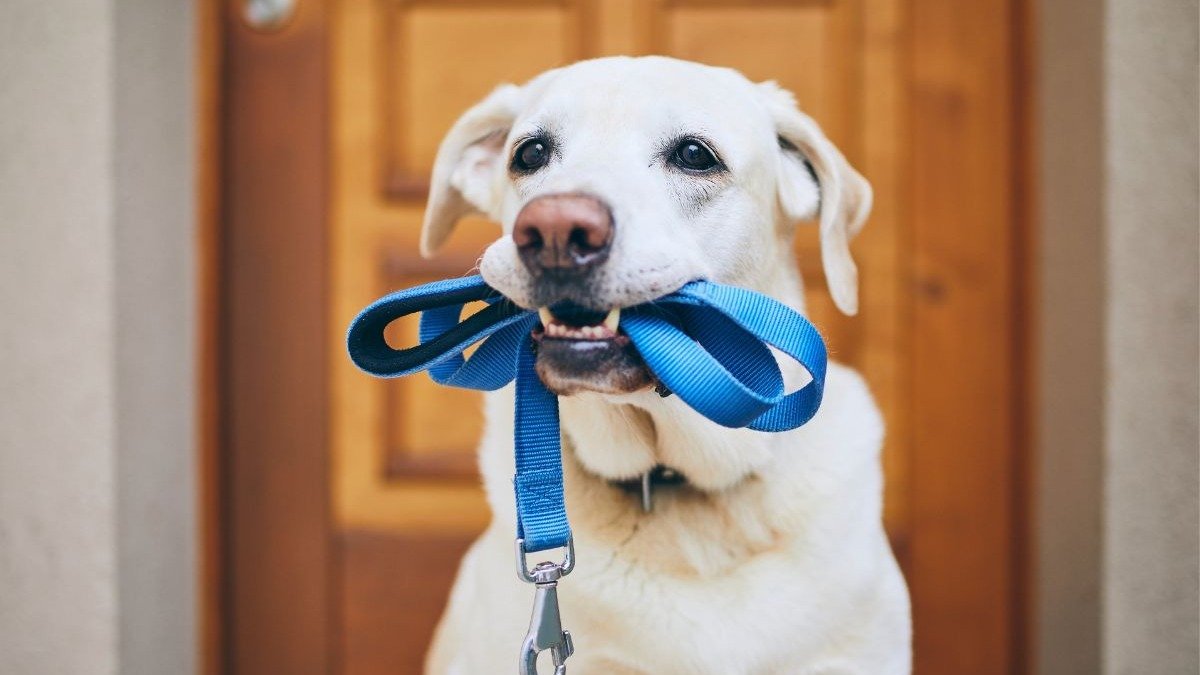 O passeio com o c&atilde;o deve ser um momento de conex&atilde;o, e a guia &eacute; a ferramenta essencial para o di&aacute;logo e a calma entre tutor e pet. -  (crédito: chalabalaphotos)