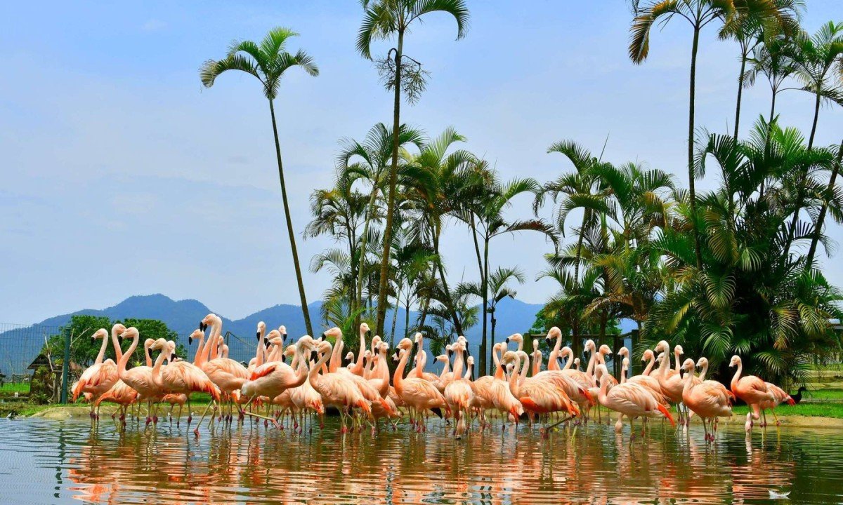 Portobello &eacute; o &uacute;nico resort no Brasil com um saf&aacute;ri que abriga cerca de 500 animais das faunas brasileira, africana e europeia