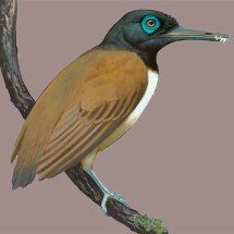 Cientistas descobrem pássaro da pré-história que tinha dentes - Ville Sinkkonen/Current Biology