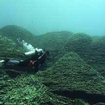 ‘Catedral do mar’: cientistas descobrem estrutura de corais colossal em ilha do Pacífico - Divulgac?a?o/NOAA Fisheries