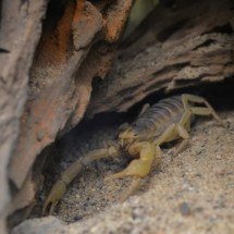 Pesquisadores encontram escorpião de 125 milhões de anos - Jürgen/Pixabay