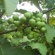 Jurubeba: Planta pouco badalada ajuda a evitar doenças do fígado - DomÃ­nio pÃºblico 