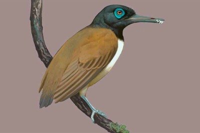 Nos estudos sobre animais pré-históricos, cientistas descobriram que um pássaro contemporâneo dos dinossauros tinha dentes. Apesar disso, ele não era carnívoro ( comia apenas sementes.) Trata-se do primeiro fóssil do Longipteryx chaoyangensis, encontrado na China.
 -  (crédito: Ville Sinkkonen/Current Biology)