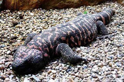 Um réptil nativo de desertos da América do Norte foi fundamental para uma descoberta médica que está entre as mais importantes de tempos recentes.  -  (crédito: Arpingstone/Wikimédia Commons)