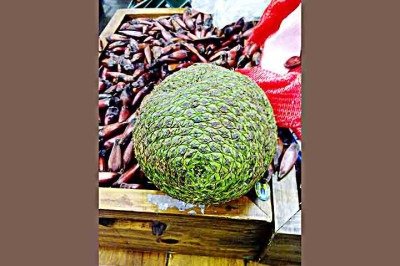 O pinhão é uma semente que está presente nas feiras e mesas do Brasil, que ganha maior destaque nas festas do meio do ano, mas pode ser consumido o ano inteiro: cozido e temperado com sal, ou de outras maneiras saborosas. 
 -  (crédito:  Marcelo Träsel/Wikimédia Commons)