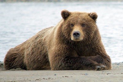 Urso-pardo - Esses ursos vivem sozinhos a maior parte do tempo e só se encontram com outros na época de acasalamento ou quando há uma fonte de alimento abundante, como um rio cheio de salmões. -  (crédito: Jean Beaufort / Domínio Público)