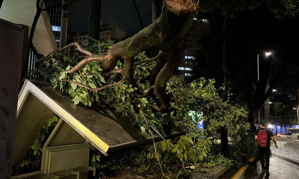 O galho atingiu e destruiu um dos pontos de &ocirc;nibus