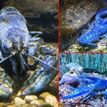 Animais exóticos e difíceis de encontrar - Jim Hoffman, Indira Sari e eeeannie20k - Flickr