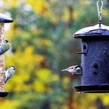 Descubra o que os pássaros adoram comer - Reprodução do Flickr Stein Arne Jensen