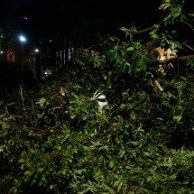 Vídeo: tempestade derruba árvore em cima de táxi em Belo Horizonte - T&uacute;lio Santos/EM/D.A.Press