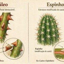 Acúleos x espinhos: entenda a curiosa diferença botânica - imagem gerada por i.a