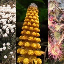 Parasita subterrânea e ‘sequestradora de insetos’: conheça 6 plantas da flora brasileira que parecer ter vindo de outro planeta - Montagem/iNaturalist