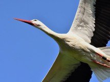 Símbolo de fertilidade, cegonha ‘carrega’ bebês na mitologia; saiba - Imagem de Alexa por Pixabay