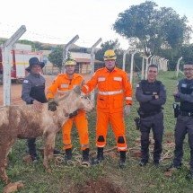 Jumento cai em bueiro em frente a presídio, fica preso e é resgatado em MG - Corpo de Bombeiros/Reprodução