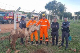 O jumento foi retirado com vida pelos bombeiros, apresentando apenas escoriações leves -  (crédito: Corpo de Bombeiros/Reprodução)