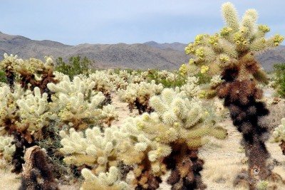Antes visto com certo preconceito nas decorações brasileiras, o cacto ganhou espaço nos últimos anos. Além de ornamental, ele também pode ter uso alimentar e simboliza resistência e adaptação.
 -  (crédito: domínio público)