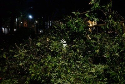 Ve&iacute;culo ficou completamente encoberto pela &aacute;rvore -  (crédito: T&uacute;lio Santos/EM/D.A.Press)