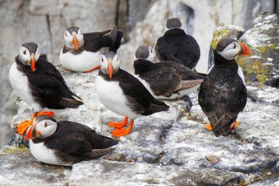 A natureza abriga uma enorme variedade de aves exóticas e curiosas. Espalhadas por diferentes habitats do planeta, muitas chamam atenção pelas cores incríveis, formatos incomuns e comportamentos surpreendentes.
 -  (crédito: Imagem de Paul Edney por Pixabay)