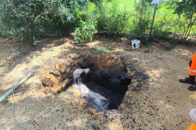 Boi cai em fossa em fazenda e fica preso  -  (crédito: Corpo de Bombeiros/Divulgação )