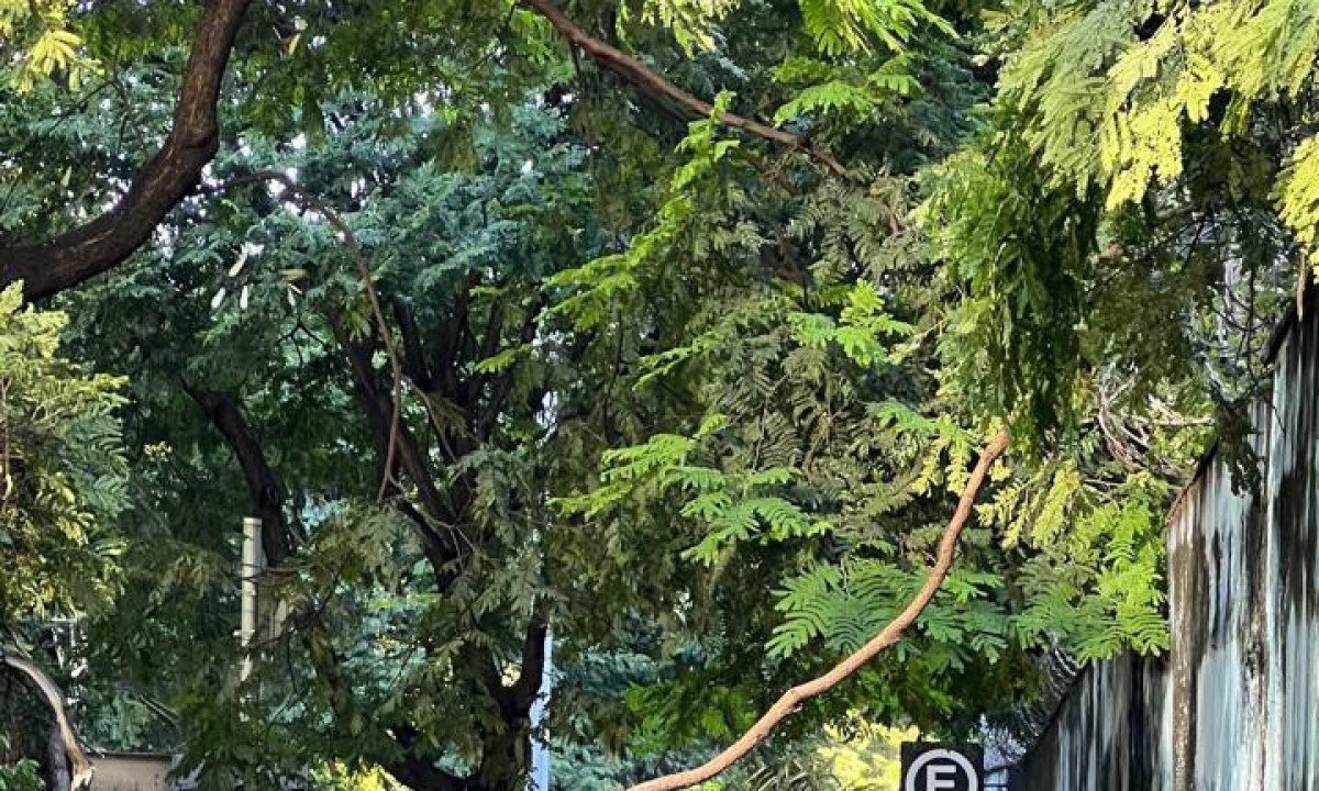 Na Região Centro-Sul, o temporal provocou a queda de ao menos 15 árvores -Edésio Ferreira/EM/D.A.Press