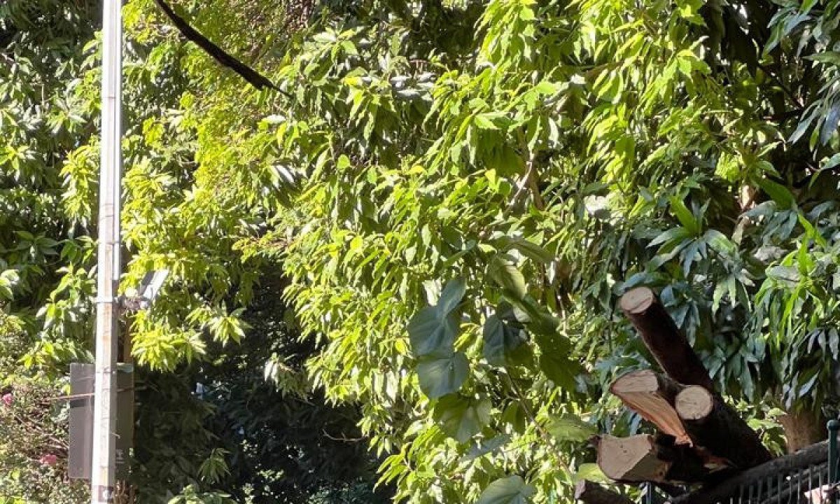 Na Região Centro-Sul, o temporal provocou a queda de ao menos 15 árvores -Edésio Ferreira/EM/D.A.Press