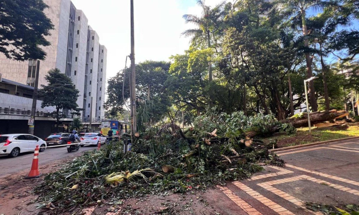 Na Região Centro-Sul, o temporal provocou a queda de ao menos 15 árvores -Edésio Ferreira/EM/D.A.Press