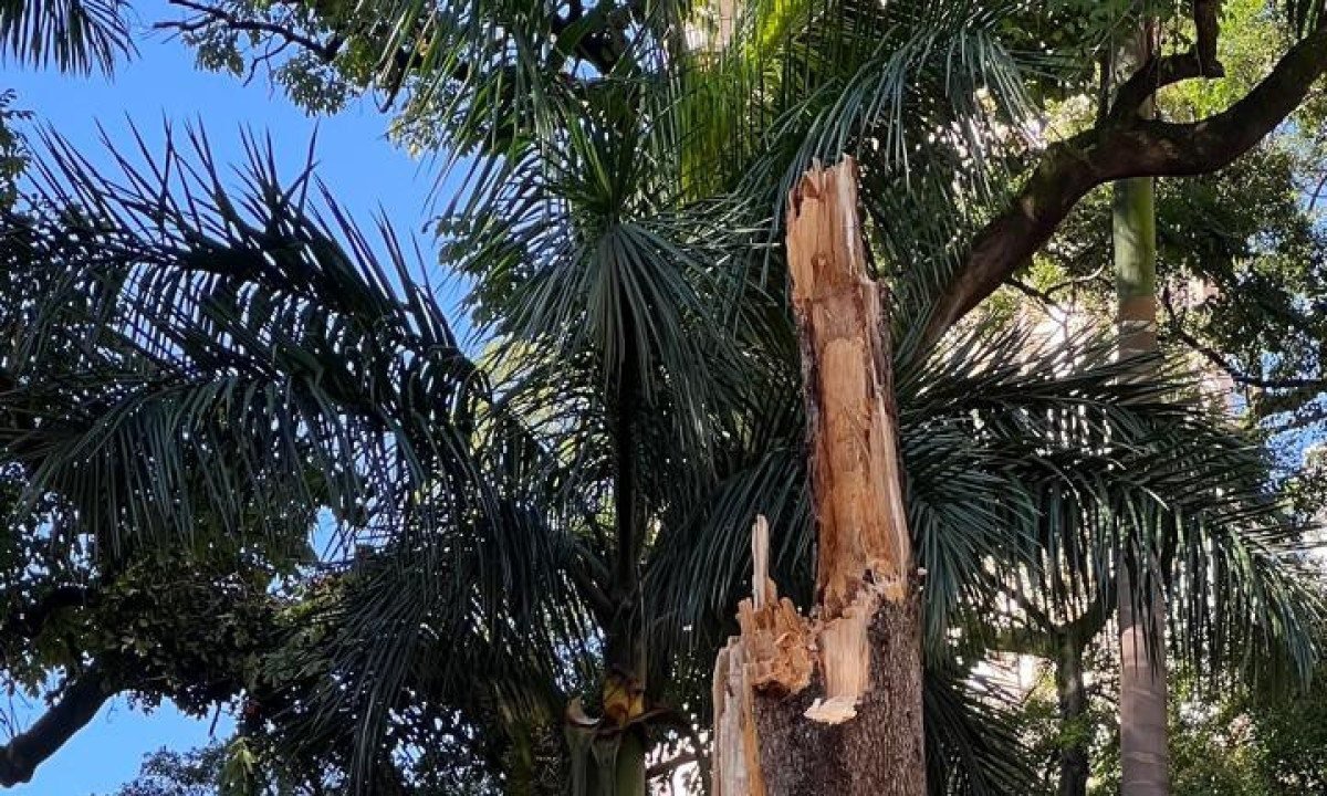 Na Região Centro-Sul, o temporal provocou a queda de ao menos 15 árvores -Edésio Ferreira/EM/D.A.Press