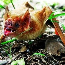 Espécies de animais cujos dentes são afiados -  Flickr Ana Jaramillo