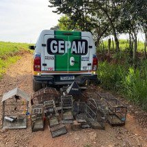 Operação desarticula esquema de tráfico de animais silvestres em Minas - PM de Meio Ambiente