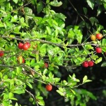 Árvores tropicais que exalam perfume e rendem deliciosos frutos - wikimedia commons Wilfredor