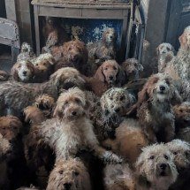 Entidade de proteção aos animais resgata 250 cães amontoados em uma casa - Foto porDIVULGAÇÃO / SOCIEDADE REAL PARA A PREVENÇÃO DA CRUELDADE CONTRA OS ANIMAIS (RSPCA) / AFP