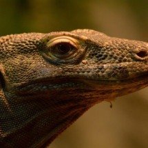 Temido e misterioso: dragão-de-komodo tem ‘dentes de ferro’ e ‘bactérias mortais’ na saliva - Lois0002/Pixabay