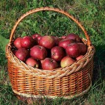 Gala, Fuji e Red: diferentes tipos de maçã e com que elas combinam - George Chernilevsky/Wikimedia Commons