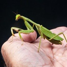 Louva-a-deus: curiosidades do inseto que aparenta ‘se ajoelhar’ - Laura Sorrensen / PxHere