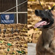 Apreensão recorde! Cão farejador ‘super-herói’ descobre carga de quase 50 toneladas de drogas no RJ - Montagem/Divulgac?a?o/PMERJ