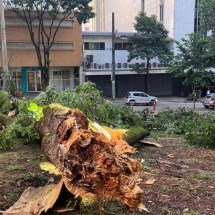 Caos após temporal: BH tem ruas bloqueadas e árvores caídas nesta quinta - Edésio Ferreira/EM/D.A.Press