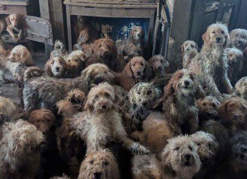  Cães da raça poodle mestiços mantidos em uma casa, em um local não divulgado na Grã-Bretanha, foram resgatados por entidade de proteção aos animais -  (crédito: Foto porDIVULGAÇÃO / SOCIEDADE REAL PARA A PREVENÇÃO DA CRUELDADE CONTRA OS ANIMAIS (RSPCA) / AFP)