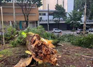 Na Regi&atilde;o Centro-Sul, o temporal provocou a queda de ao menos 15 &aacute;rvores  -  (crédito: Edésio Ferreira/EM/D.A.Press)