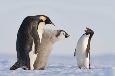 O mundo animal envolve disputas por sobrevivência, caçadas e relações entre predadores e presas. No entanto, também apresenta comportamentos de cuidado e proteção, especialmente com os filhotes. Veja algumas espécies conhecidas pelo carinho e dedicação às suas crias.
 -  (crédito: Divulgação/STEFAN CHRISTMANN, ALEMANHA)