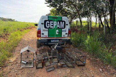 Animais foram apreendidos pela Polícia Militar de Meio Ambiente -  (crédito: PM de Meio Ambiente)