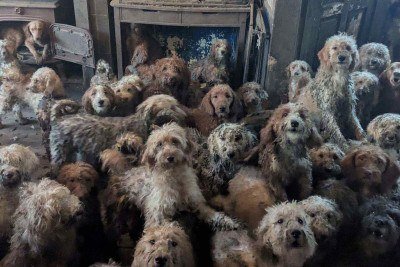  Cães da raça poodle mestiços mantidos em uma casa, em um local não divulgado na Grã-Bretanha, foram resgatados por entidade de proteção aos animais -  (crédito: Foto porDIVULGAÇÃO / SOCIEDADE REAL PARA A PREVENÇÃO DA CRUELDADE CONTRA OS ANIMAIS (RSPCA) / AFP)