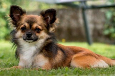 Apesar do tamanho pequeno, o chihuahua possui personalidade marcante. Considerado um dos menores cães do mundo, ele surpreende quem imagina que seu porte reduzido esteja ligado à timidez ou fragilidade emocional.
 -  (crédito: Reprodução/Cão em Foco Educação Canina)