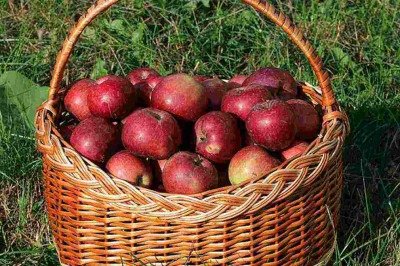 A maçã é uma das frutas mais consumidas no mundo, mas cada variedade apresenta características próprias que influenciam sabor, textura e até mesmo valor nutricional. Entre as mais populares estão a Gala, a Fuji e a Red, cada uma com identidade marcante. Essa diversidade torna a maçã versátil, atendendo a diferentes paladares e usos culinários. Cada variedade foi desenvolvida em regiões específicas e se espalhou pelo mundo conforme a demanda. Hoje, estão presentes em mercados globais e fazem part -  (crédito: George Chernilevsky/Wikimedia Commons)