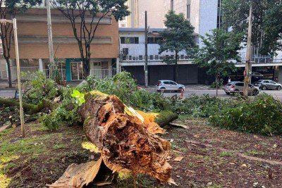 Na Regi&atilde;o Centro-Sul, o temporal provocou a queda de ao menos 15 &aacute;rvores  -  (crédito: Edésio Ferreira/EM/D.A.Press)