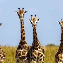 Dormem de pé! Conheça curiosidades sobre as girafas -  Imagem de R N por Pixabay
