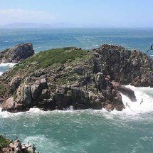 Mamífero mais raro do mundo vive em ilha brasileira -  André Ganzarolli Martins/Wikimédia Commons