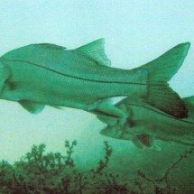 Peixe brasileiro, robalo se sobressai e rivaliza até com o salmão - Gustavo Zwetsch - Flickr