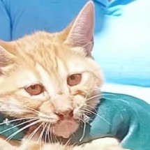 Grande BH: Bombeiros resgatam gato que teve a boca amarrada com arame  - CBMMG/Divulga&ccedil;&atilde;o