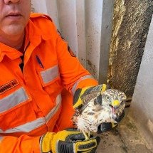 Montes Claros tem quatro ocorrências de animais silvestres na área urbana - Corpo de Bombeiros/divulga&ccedil;&atilde;o